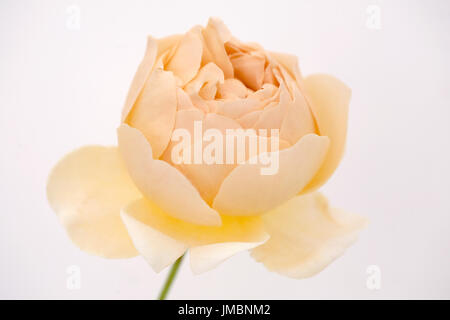 Studieren Sie in der Farbe der Rose Jude obskuren Stockfoto