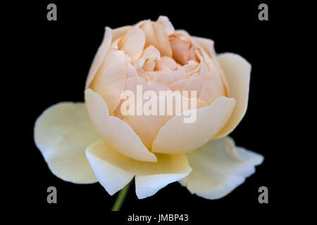 Studieren Sie in der Farbe der Rose Jude obskuren Stockfoto