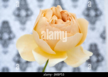 Studieren Sie in der Farbe der Rose Jude obskuren Stockfoto