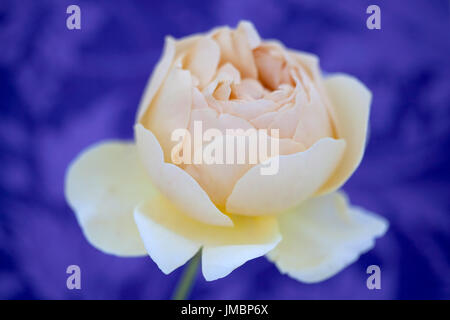Studieren Sie in der Farbe der Rose Jude obskuren Stockfoto