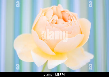 Studieren Sie in der Farbe der Rose Jude obskuren Stockfoto