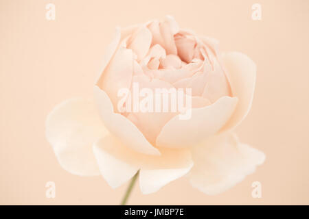 Studieren Sie in der Farbe der Rose Jude obskuren Stockfoto