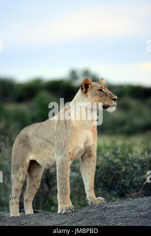 Madikwe Wildreservat Stockfoto