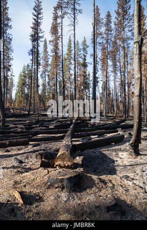 Ein verbrannter Baum schneiden von Feuerwehrmännern erstelle ich eine Feuer-Linie am National Creek Complex Feuer-Standort in Crater Lake, Oregon. Stockfoto