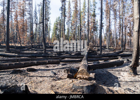 Ein verbrannter Baum schneiden von Feuerwehrmännern erstelle ich eine Feuer-Linie am National Creek Complex Feuer-Standort in Crater Lake, Oregon. Stockfoto