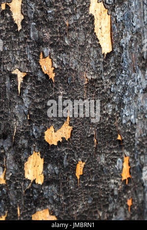 Eine Nahaufnahme der Abschnitt der einstigen Rinde einer Tanne, die bei einem Waldbrand verbrannt wurde. Stockfoto