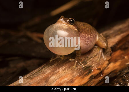 Männlichen Eichhörnchen Laubfrösche (Hyla Squirella) laut rufen, um ein Weibchen in einer regnerischen Nacht in einem überfluteten Wäldern zu gewinnen. Stockfoto