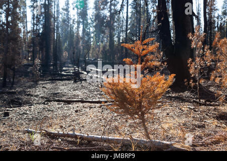 Ein kleines Fell-Baum, der durch die Hitze eines Waldbrandes getötet wurde steht mit roten Nadeln Gegenlicht durch Nachmittagssonne durch die verbrannte Bäume um ihn herum Stockfoto