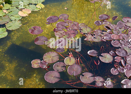 Nymphaea Stockfoto