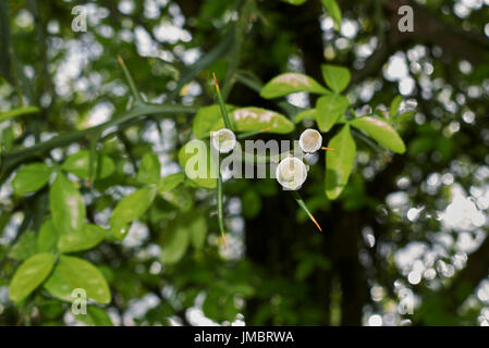 Poncirus trifoliata Stockfoto