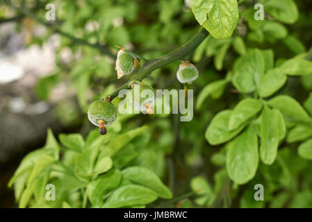 Poncirus trifoliata Stockfoto