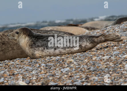 Gemeinsame, Seehund, Blakeney Point Stockfoto