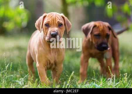 süße Rhodesian Ridgeback Welpen spielen auf der Wiese Stockfoto