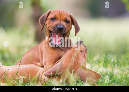 süße Rhodesian Ridgeback Welpen spielen auf der Wiese Stockfoto
