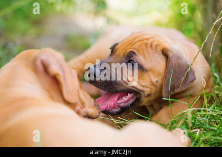 süße Rhodesian Ridgeback Welpen spielen auf der Wiese Stockfoto