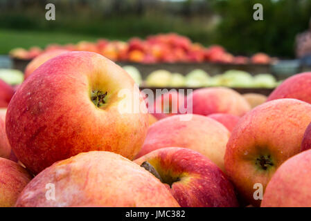 Lagerplätze der Äpfel gepflückt in Obstgärten hautnah Stockfoto