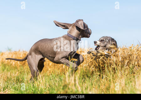 Deutsche Dogge Welpen und Australian shepherd im Feld spielen Stockfoto
