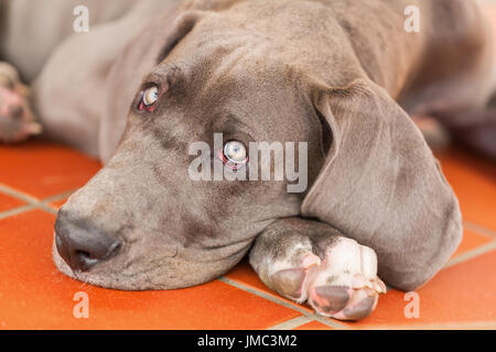 Bild eines Deutsche Dogge Welpen, die auf dem Boden liegt Stockfoto