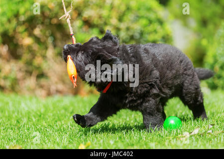 Alter Deutscher Schäferhund Welpe spielt mit einem Flirt-Werkzeug im Garten Stockfoto