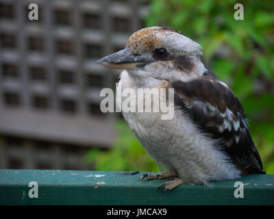 Australian Kookaburra sitzt auf einem Zaun in einem Hinterhof Stockfoto