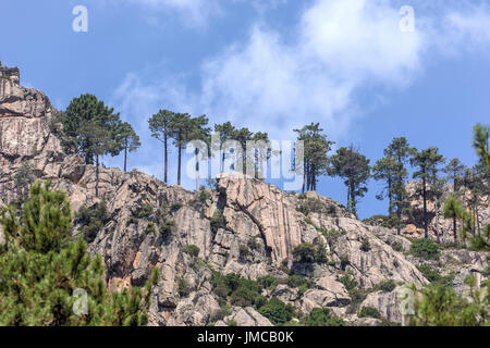 Pinien auf einem Felsen im Restonica-Tal, Korsika, Frankreich Stockfoto