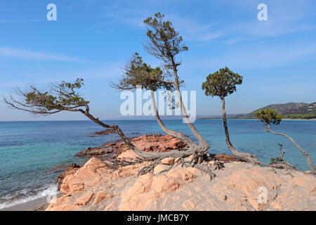 Palombaggia Beach, Porto-Vecchio, Korsika, Frankreich Stockfoto