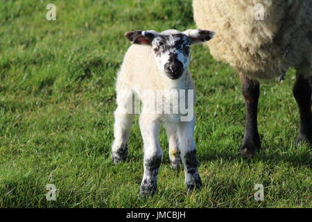 Neugeborenen Schafe und Lämmer Stockfoto