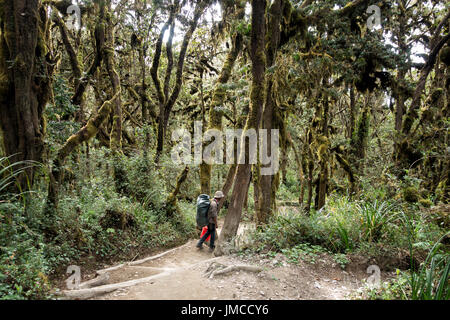 Porter steigt Trail durch den Regenwald unter Mweka Camp, Kilimanjaro National Park, Tansania Stockfoto