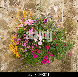 Masse von bunt blühenden Pflanzen mit roten, rosa, gelb und lila Blumen und grünen Laub in hängenden Korb gegen Steinmauer Stockfoto