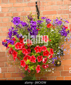 Masse des lebendigen Blüte Jahrbücher inkl. rote und violette Petunien und leichte blaue Lobelie Blüten in hängenden Korb gegen Mauer Stockfoto