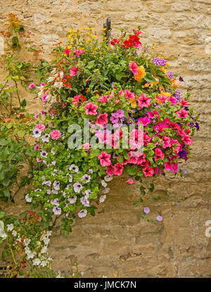 Masse von bunt blühenden Pflanzen, inc.red und Flieder Petunien, Begonien und Fuchsien in hängenden Korb gegen Steinmauer Stockfoto