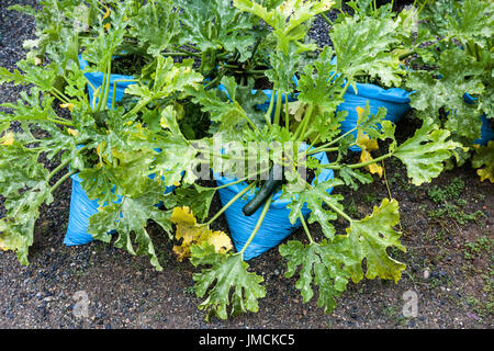 Reifende Zucchinipflanze wächst in Plastiktüten, Gemüsebeutelgarten Zucchini-Garten Pflanzen Pflanzen Säcke Zucchini Gemüse anbauen Stockfoto