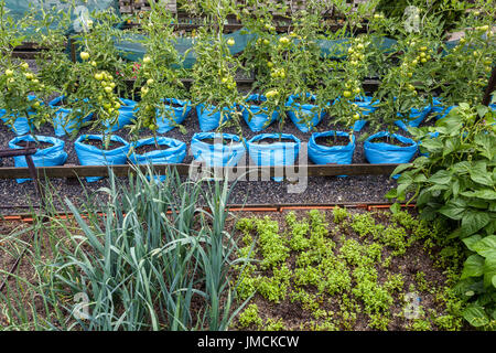 Tomaten wachsen in Plastiktüten Gemüsegarten Reihen Garten Plot Growbags Tomaten Taschen Kleingartengarten Pflanzen Tomaten Plastiktüten Growbags Stockfoto