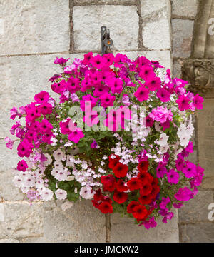 Spektakuläre Blumenampel lebendige Blumen, rot, hell rosa und weißen Petunien inc und blass rosa Lobelia Blumen gegen leichte farbige Steinmauer Stockfoto