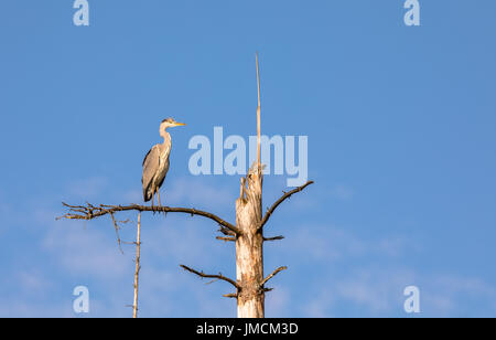 Ein Graureiher Ardea Cinerea, sitzt auf einem toten Baum in Birkenes, Norwegen Stockfoto
