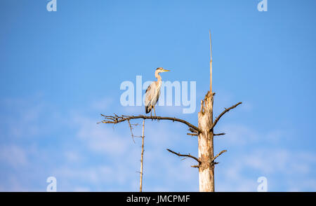 Ein Graureiher Ardea Cinerea, sitzt auf einem toten Baum in Birkenes, Norwegen Stockfoto