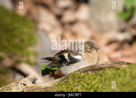 Krank gemeinsame Buchfink Vogel auf dem Boden Stockfoto