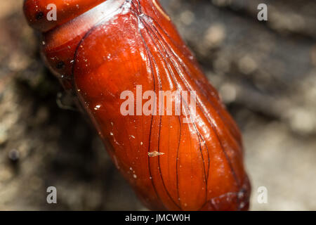 Insekt Kokon Makro Fotos Stockfoto