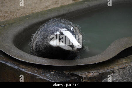 Dachs (Meles Meles) - Baden - genießen die kühle des Wassers an einem Sommertag Stockfoto