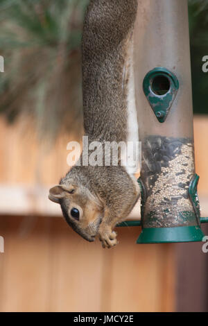 Ein Baum-Eichhörnchen kopfüber auf ein Futterhäuschen für Vögel wie er das Vogelfutter isst. Stockfoto