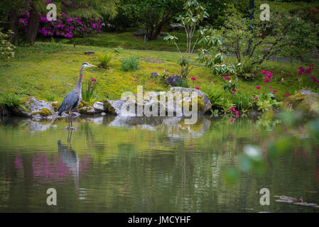 Great Blue Heron und ihre Reflexion im Teich im japanischen Garten Stockfoto