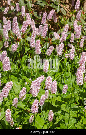 Masse von rosa Blüten und Laub von gemeinsamen cm, Persicaria Bistorta, britische Wildblumen Stockfoto