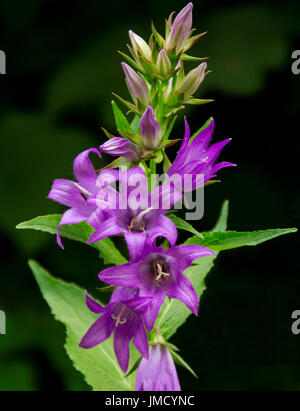 Schöne lebendige lila Blumen und Smaragd Laub von Campanula Latifolia, Glockenblume, britische Wildblumen auf schwarzem Hintergrund Stockfoto