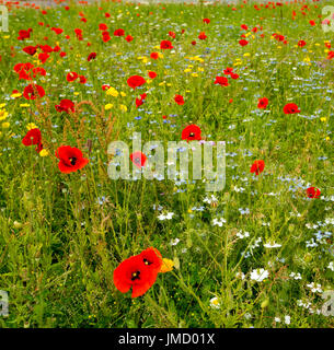 Wiese mit Wildblumen, einschließlich rote Mohnblumen und Kornblumen - in Großbritannien Stockfoto