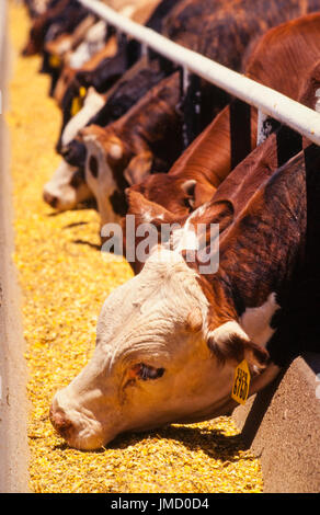 Rinder ernähren sich von einer kommerziellen Feedlot vor der Schlachtung für Rindfleisch. Stockfoto