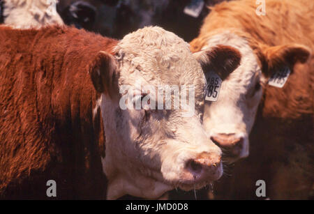 Rinder ernähren sich von einer kommerziellen Feedlot vor der Schlachtung für Rindfleisch. Stockfoto