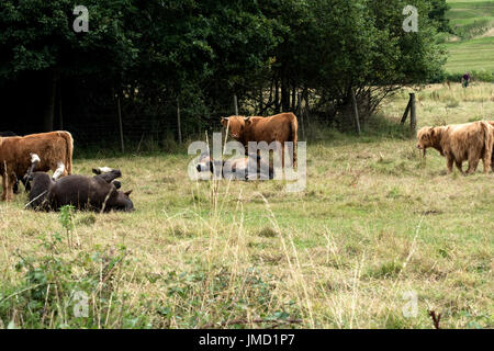 Hochlandrinder beobachten zwei Pferde, die auf dem Boden Rollen Stockfoto