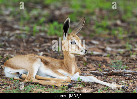 Springbock (Antidorcas Marsupialis), Neugeborenes Lamm ruht. Während der Regenzeit im grünen Stockfoto