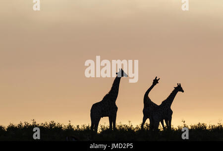 Südlichen Giraffe (Giraffa Giraffa). Drei Männer im Morgengrauen, zwei Kämpfe Stockfoto