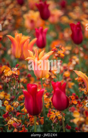 Atemberaubende geringe Schärfentiefe Feld Landschaftsbild von Beet voller Tulpen im Frühling Stockfoto